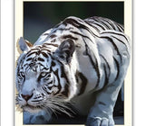 White Tiger 5D Diamond Painting