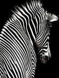 Free - Beginner Diamond Painting - Zebra's